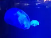 ジンジクピーの画像