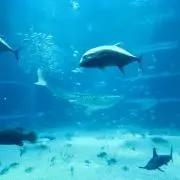87プロフ必読の画像