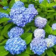 BEECLEの画像