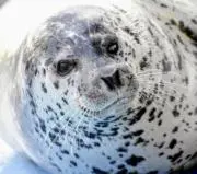 あざらしの画像