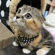 うずらの画像