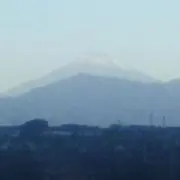 しろやぎの画像