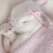 もちうさぎ土日発送のみになりますの画像