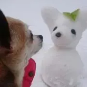 ウタの画像