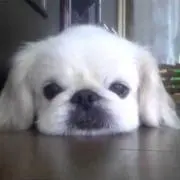 やわの画像