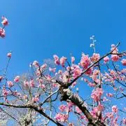 ペルの画像
