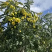 ミモザの画像