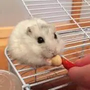 こむぎ