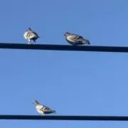 らぶとももの画像