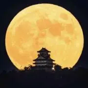 ゆたの画像