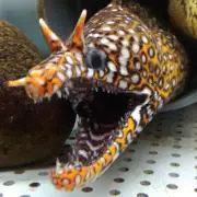 うつぼの画像