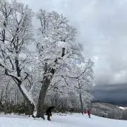 さぶちゃんの画像