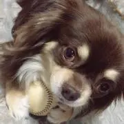 田中たけしの画像