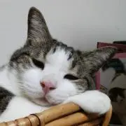 あきしんごの画像