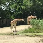 きこ