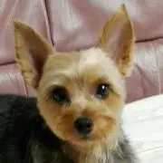 りん
