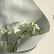 RK