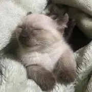 カノンの画像