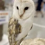 はなこ
