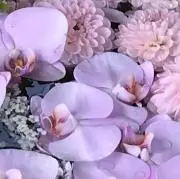 ぷぐの画像