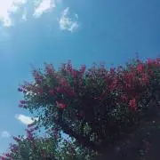 Chi____