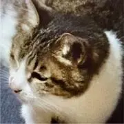 chokochanの画像