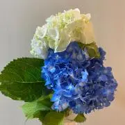 けいの画像