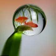 鯱