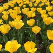 clover＊の画像