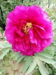 花園の画像