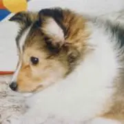 ryoの画像