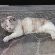Kuniの画像