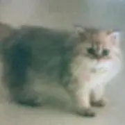 玲李の画像
