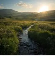 Image of 緑茶