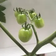 みねやん