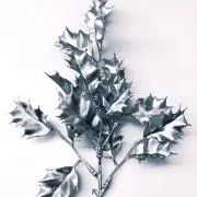 しろくろ