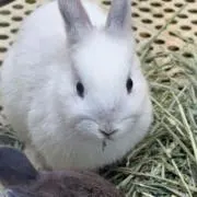 ス・ノーマンの画像