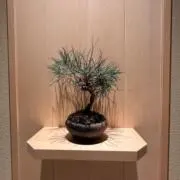 かもめの画像