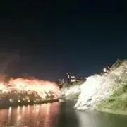 さくら