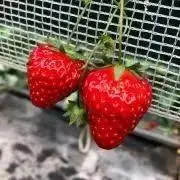 あやか