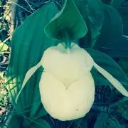 わくもんの画像