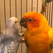 ここあ