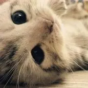 のこちゃん
