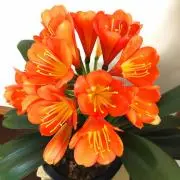 燕子