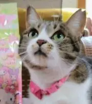 ノエル