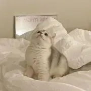 たん