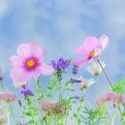a❁の画像