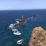 タカユリマの画像