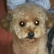 みけ