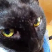 ねこのしっぽの画像